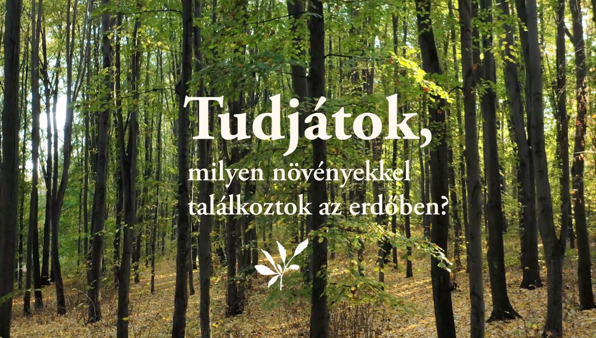Videó betöltése: 